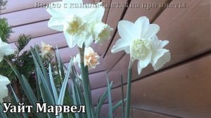 Новые сорта нарциссов в моей коллекции Видеообзор с названиями сортов