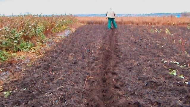 Как посадить малину без мотоблока | посадка малины смотреть онлайн