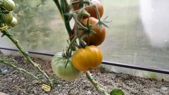 Томат Малахитовая шкатулка. Зеленое лакомство! смотреть онлайн