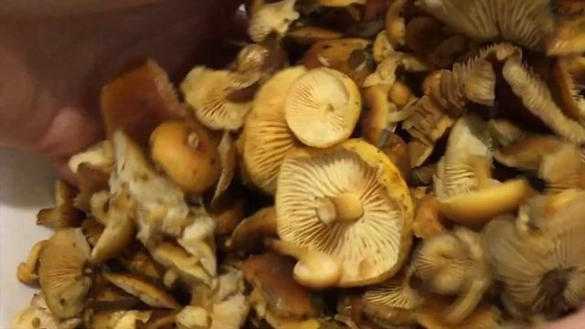 ФЛАММУЛИНА (ЗИМНИЙ ГРИБ): как готовить смотреть онлайн