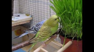 волнистые попугаи кушают траву