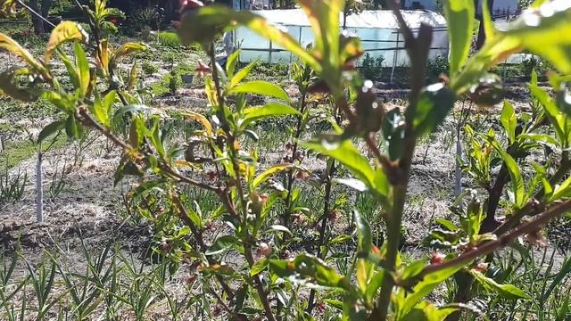 Персик. Борьба с курчавостью персика. Какие препараты применять в баковой смеси. смотреть онлайн