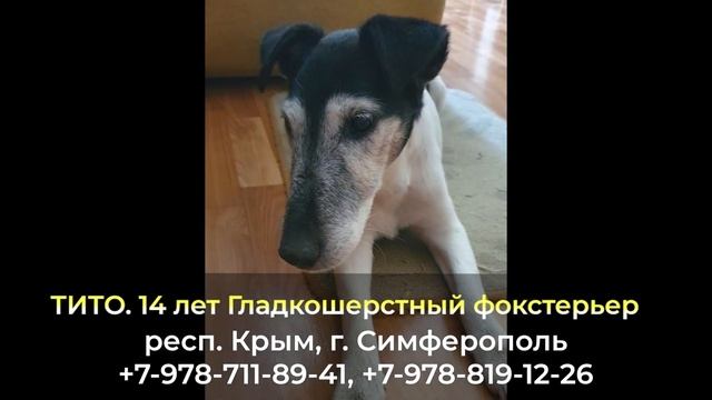 Пропала собака ! ТИТО , Гладкошерстный фокстерьер , респ. Крым , г. Симферополь смотреть онлайн