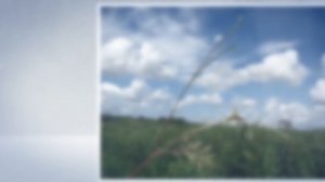 Виноградовник древовидный (Ampelopsis arborea)