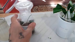 Размноженние мандарина, каламандина черенками