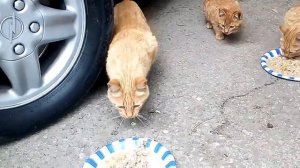 Bakın Anne Kedi Yavrularını Nasıl Koruyor