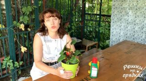 КАК и ЧЕМ удобрять антуриум