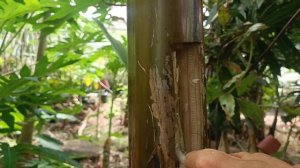 как вырастить банан