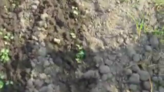 Вирощування гарбуза смотреть онлайн