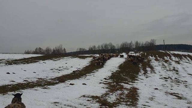 Помесь Дорпера и овцематки на выпасе зимой #dorpersheep #dorpersheep #дорпер #семейнаяферма #ram