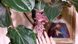 МЕДИНИЛЛА. ВТОРОЕ ДОМАШНЕЕ ЦВЕТЕНИЕ. АПРЕЛЬ 2019г. #МЕДИНИЛЛА