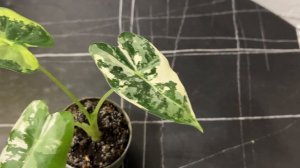 Алоказия Фрайдек Вариегата (Frydek Variegata)