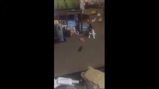 ПУГЛИВЫЕ КОТЫ.самое смешное смотреть онлайн