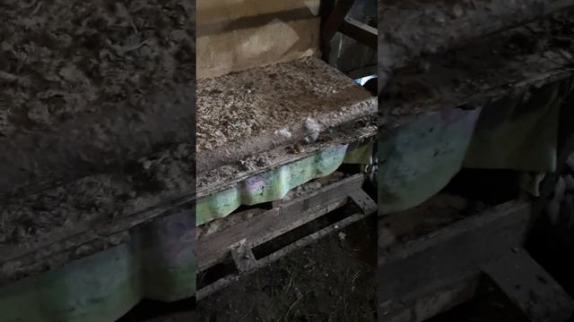 Курица от А до Я. Цыплятам 4,5 месяца. Появилось первое яйцо.