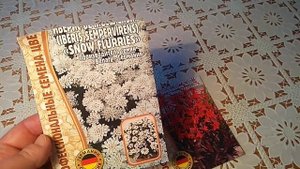 Иберис вечнозелёный.В чем отличие от других сортов.