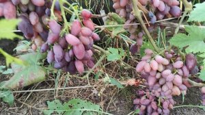 Виноград ТАЛДУН // TALDUNE grape