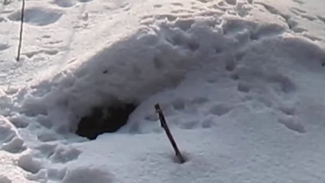 Заячья нора. смотреть онлайн