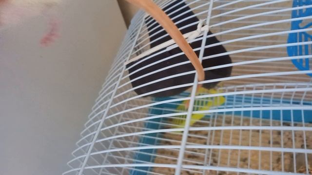 Мои питомцы гуляют по клетке смотреть онлайн