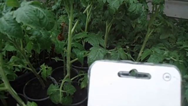 СОРТ ТОМАТА ДЕМИДОВ ОДИН ИЗ ЛУЧШИХ ДЛЯ ХОЛОДНЫХ РЕГИОНОВ Видео Ольги Черновой 14 апреля смотреть онлайн