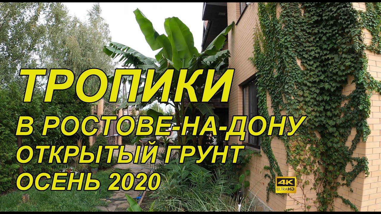 ??? Тропический сад в Ростове-на-Дону. Это не Сочи но вполне возможно. Начало осени 2020. Отчет )