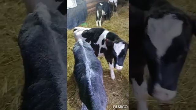 У меня шок! Ужас! Огромная потеря! ЛПХ ИванушкОвы#крс#коровы#жизньвдеревне# смотреть онлайн