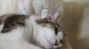 Кошка вылизывает котенка