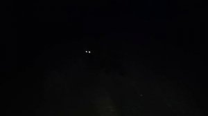 Нашествие блохастиков