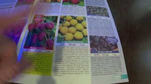 Обзор каталога Сады России - 2024. Малина