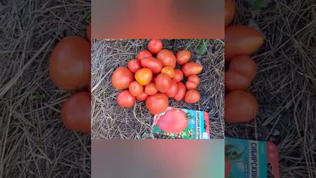 томат Сибирский карлик смотреть онлайн
