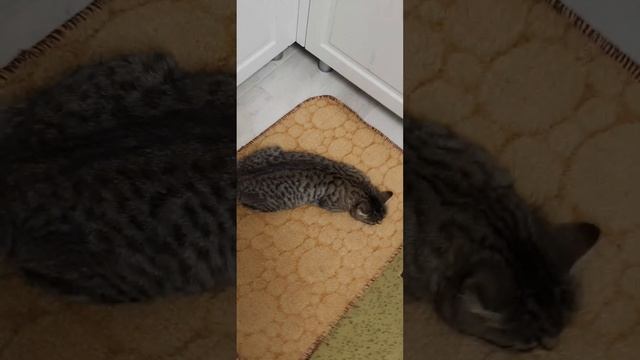 как же она любит спать в самом не удобном месте ?⬛#кошки #котятаиграют #природароссии #россия смотреть онлайн