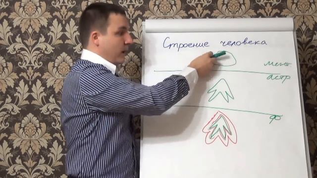 Строение человека