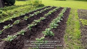 Картофель на садовом участке. Удобрения. Уход за картофелем.