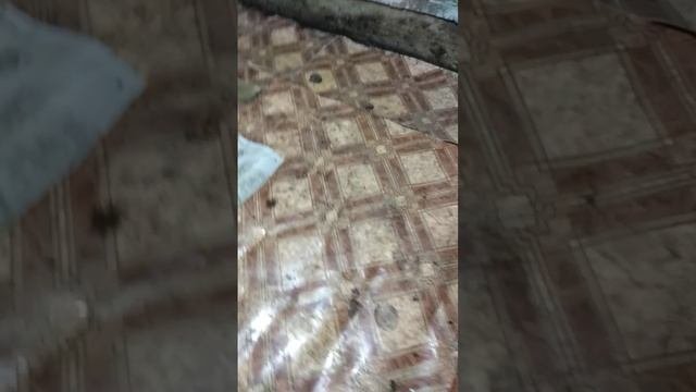 Бу ленолеум вместо геотекстиля, перед отсыпкой полов  ПГС.