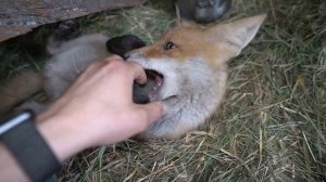 ДНЕВНИК ЛИСЫ. Копают норы. Едят мои кроссовки и одежду.