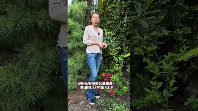 Методичка «РОДОДЕНДРОНЫ ЛЕГКО И ПРОСТО» в комментарии 👇 #сад #малоуходныйсад #рододендрон #всевсад