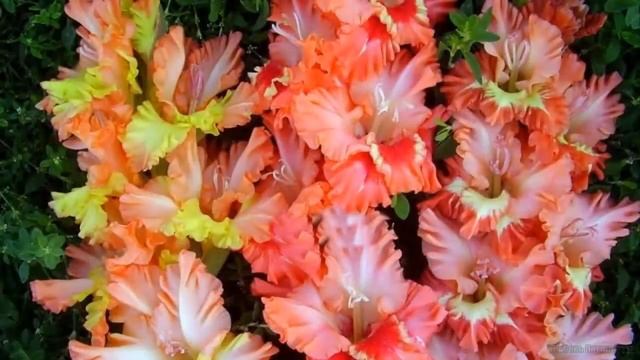 ГЛАДИОЛУСЫ - цветы лета и осени ГЛАДИОЛУСЫ - КРАСАВЦЫ! смотреть онлайн