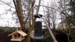 Как выглядит обыкновенный поползень. Лесная птица прилетает к кормушке за семенами.