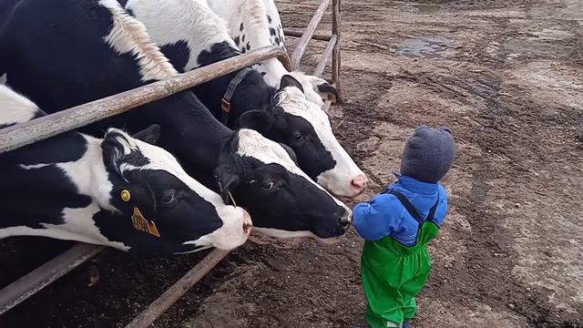 Ратислав смотрит телочек смотреть онлайн