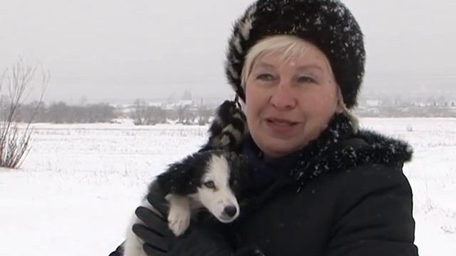 Домашний зоопарк: Русская псовая борзая