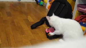 VLOG Мира стала монстром. Катя то у Насти, то в школе, то на парах