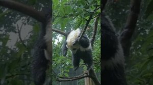 В поисках приключений под дождем: история маленькой панды в Китае