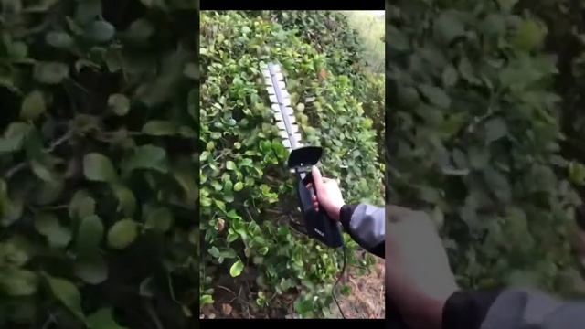 Backpack hedge trimmer, tea tree trimmer, hedge trimmer!