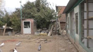 Бакинские голуби в Астрахани!
