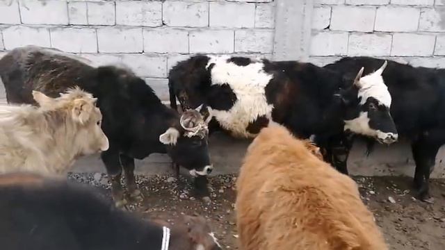 СЕШАНБЕБОЗОРИ КУЛОБ НАРХИ БУКА ГУНОЧИН ГОВИ ШИРТЕ МОЛБОЗОРИ КУЛОБ 2 марта 2021 г. смотреть онлайн