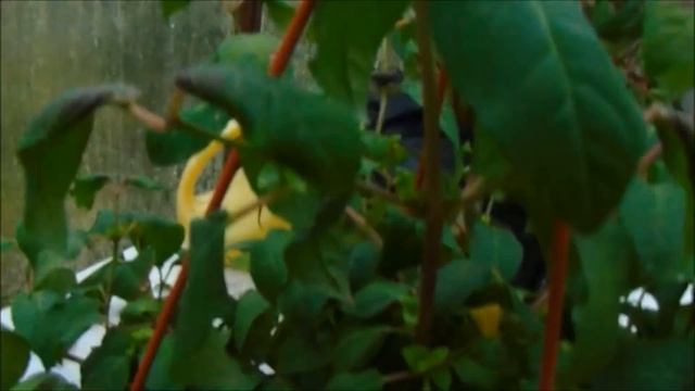 Готовим фуксии к зимовке))) смотреть онлайн