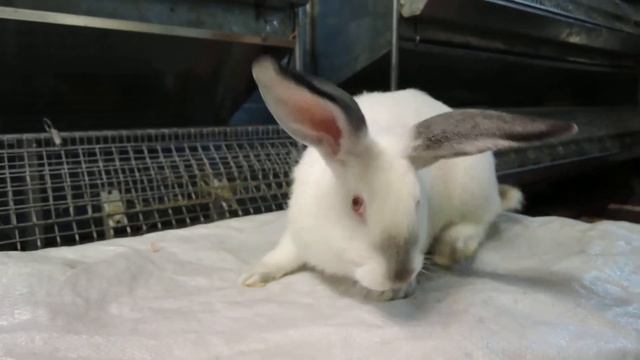 Калифорнийский кролик, 3 месяца. смотреть онлайн