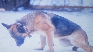 1. Сушка (сухие корма для собак)