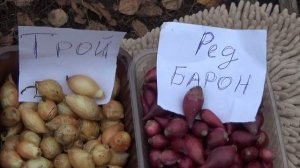 Морозостойкие  сорта озимого лука. Посадка в сидераты.