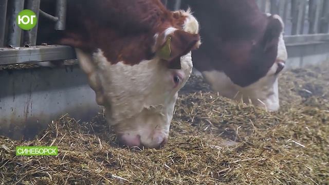 Открытие нового молочного комплекса в Синеборске смотреть онлайн