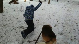Прогулка с охотничьей собакой